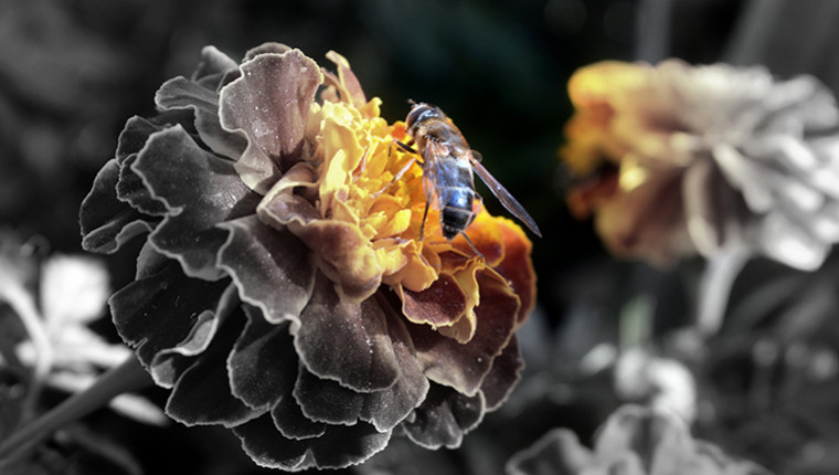 Une abeille issue de la fusion de deux spermatozoïdes