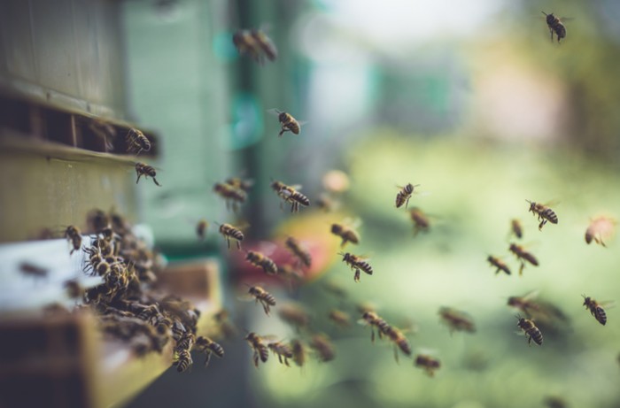 Avantages et inconvénients des ruches en plastique