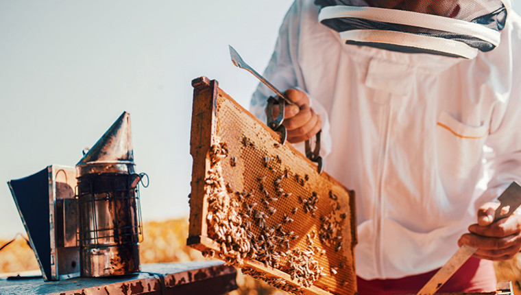 Comment ouvrir et inspecter ma ruche ? - Blog d'apiculture.net