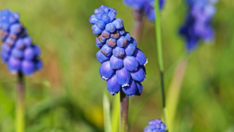 Plante mellifère : Le muscari