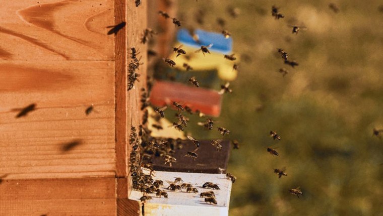 Gérer les ruches à distance avec LeadBees