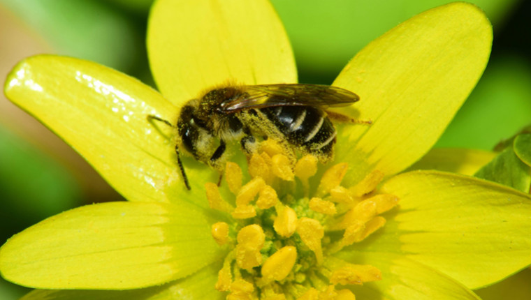 Plante mellifère : Ficaire printanière