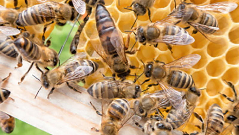 5 Marqueurs Posca pour reine abeille