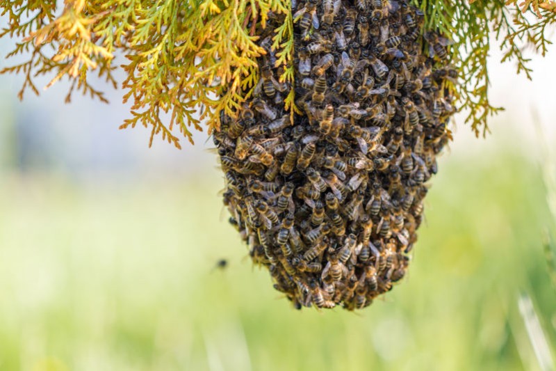 Comment se former à l'apiculture ?