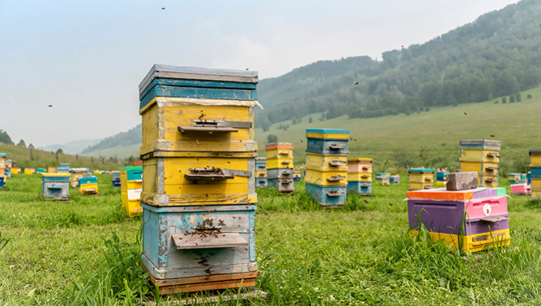 L'apiculture en Russie