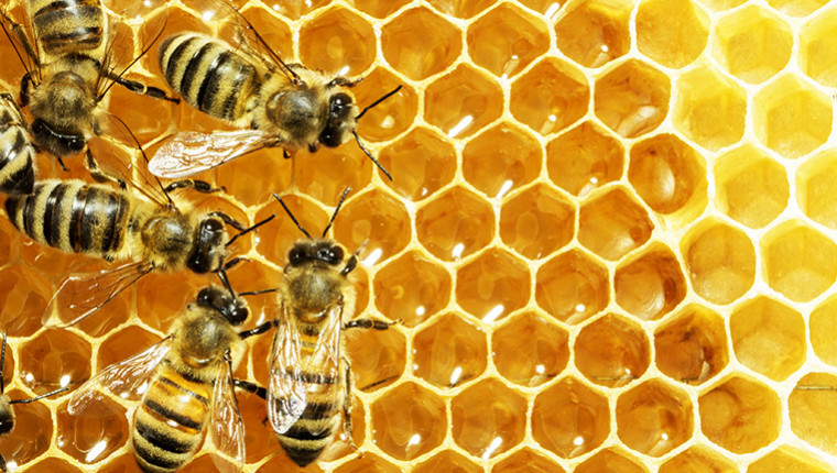 Pourquoi les alvéoles des abeilles sont hexagonales ?