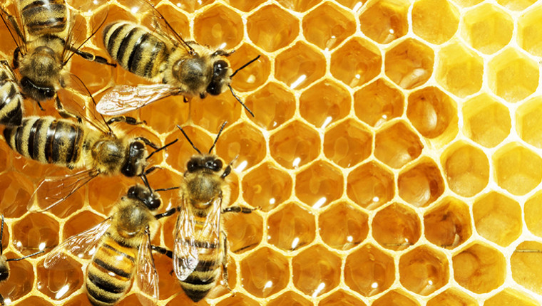 D'où vient la forme hexagonale des alvéoles des abeilles ?