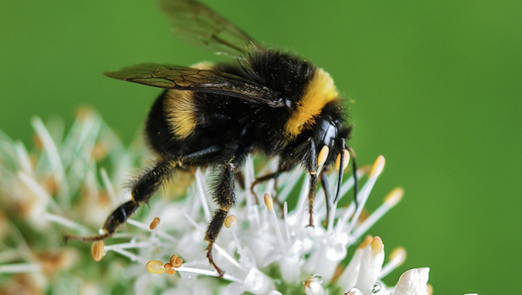 L'apiculture au Mexique