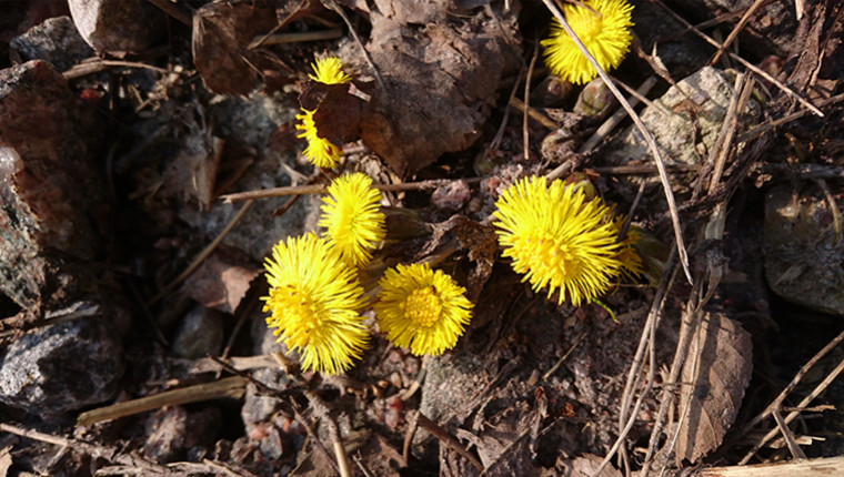 Plante mellifère : le Tussilage (Tussilago farfara)