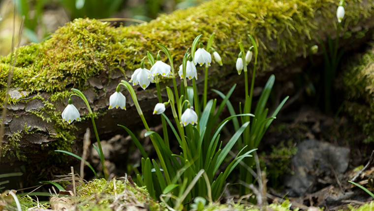 Plante mellifère : Nivéole printanière (Leucojum vernum)