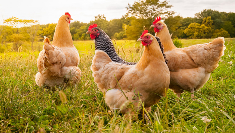 Les poules utiles face au frelon asiatique ?