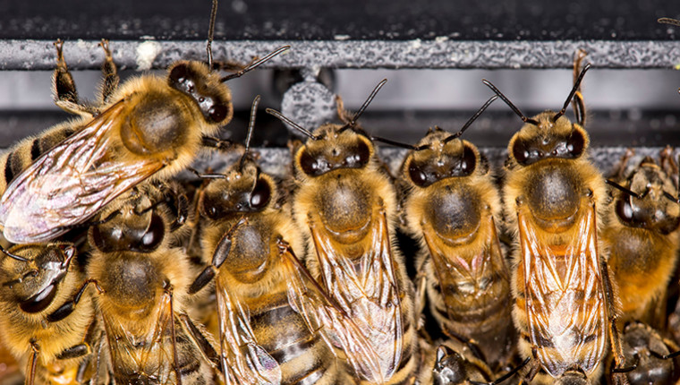 La trophallaxie chez l'abeille