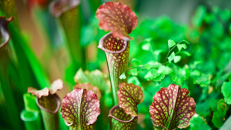 La plante sarracenia pour lutter contre l'invasion des frelons asiatiques