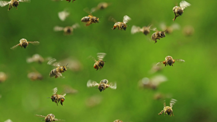 La danse des abeilles remise en question 