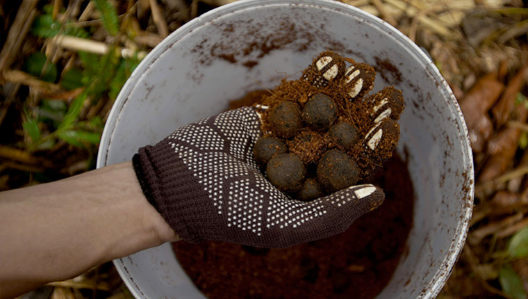 Lancez des balles de graines dans la nature !