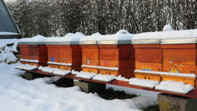 5 conseils pour préparer les ruches avant l’hiver