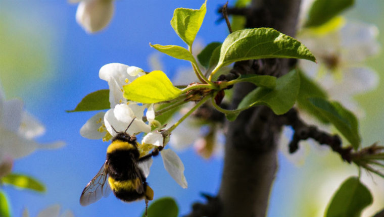 La loque américaine : le fléau des apiculteurs