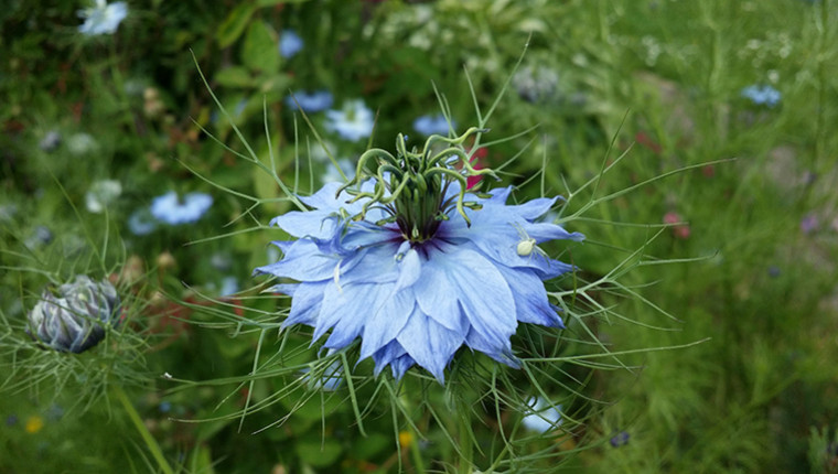 Plante mellifère : Nigelle de Damas 