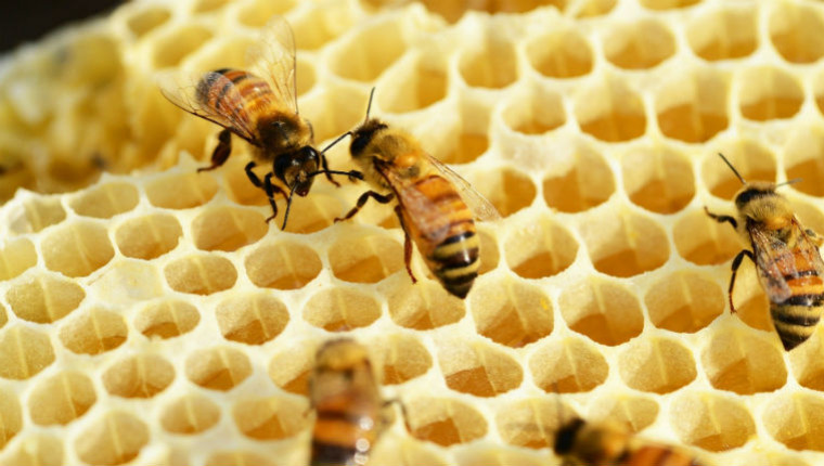 Bee Simulator : le jeu vidéo de simulation pour sensibiliser sur les abeilles