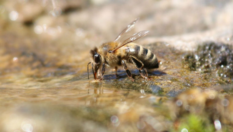 Nouvelle étude : les abeilles peuvent surfer sur l'eau
