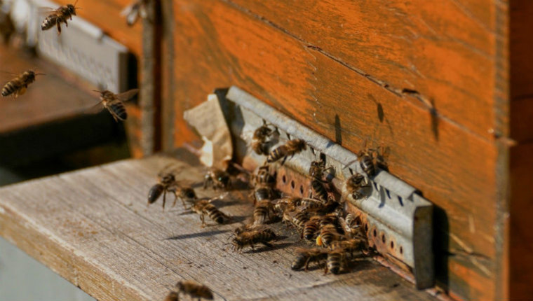 Quelques chiffres sur la disparition des abeilles