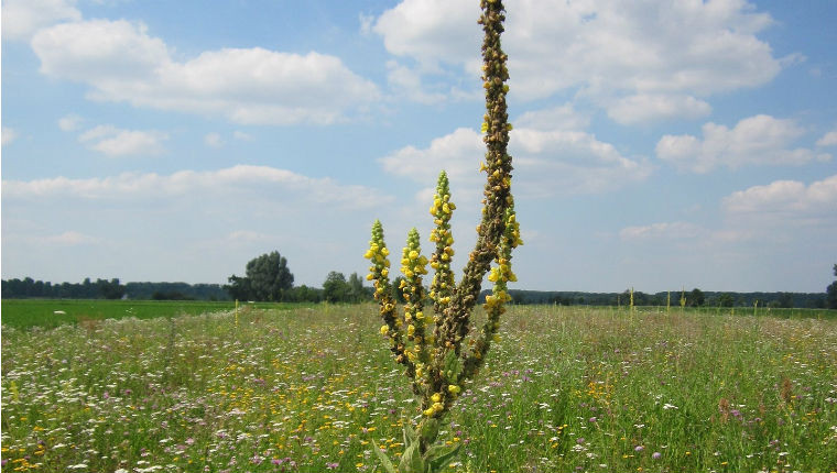 Plante mellifère : Bouillon-blanc (Verbascum thapsus)