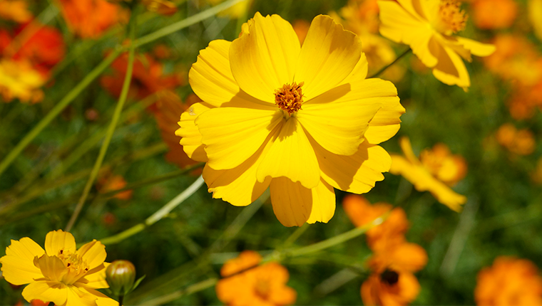 Cosmos sulfureux (Cosmos sulphureus) : plante mellifère