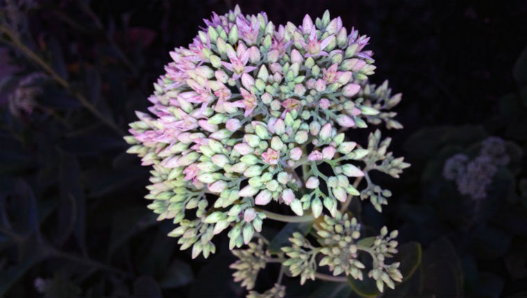 Plante mellifère : Orpin remarquable (Sedum spectabile)