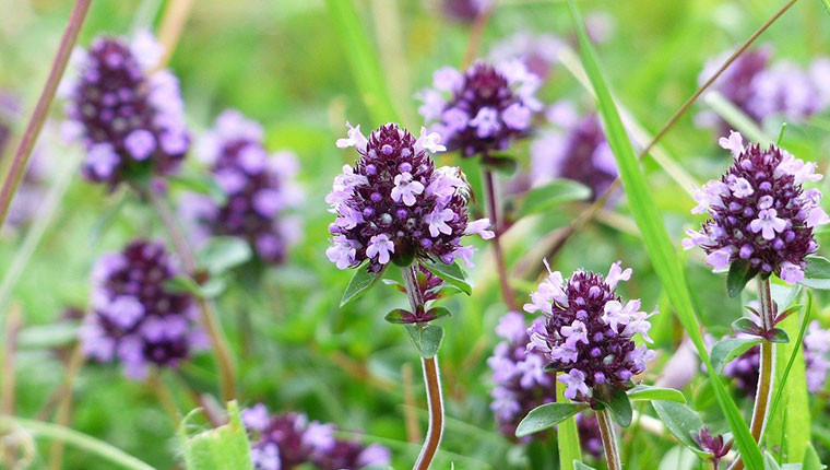 Plante mellifère : Serpolet (Thymus serpyllum)