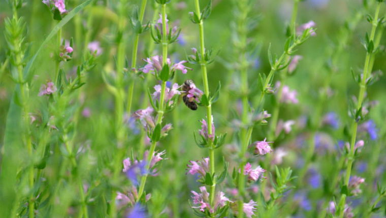 Plante mellifère : Hysope (Hyssopus officinalis)