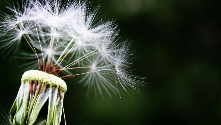 Quelles sont les plantes comestibles ?