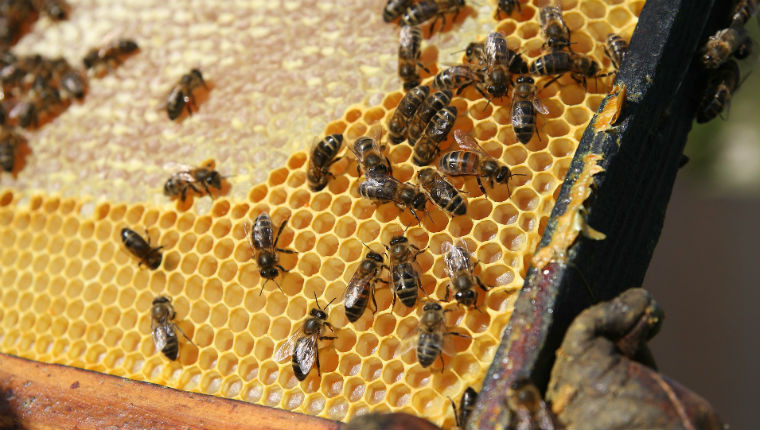 Les différents produits dérivés de la ruche