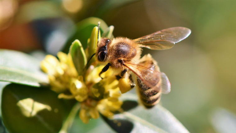 Le réchauffement climatique : une menace de plus pour les abeilles