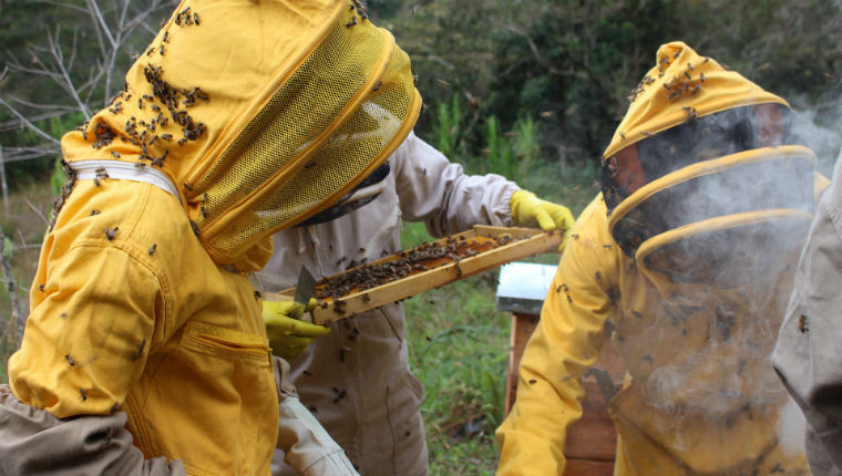 Apiculture : matériel de protection