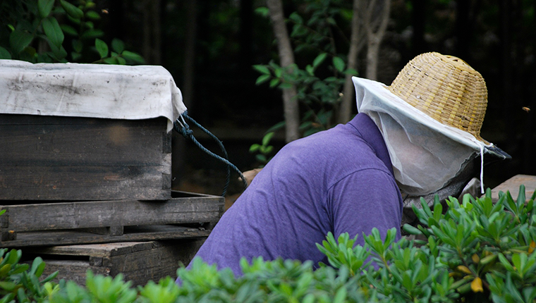 Comment se protéger des piqûres d'abeilles ?