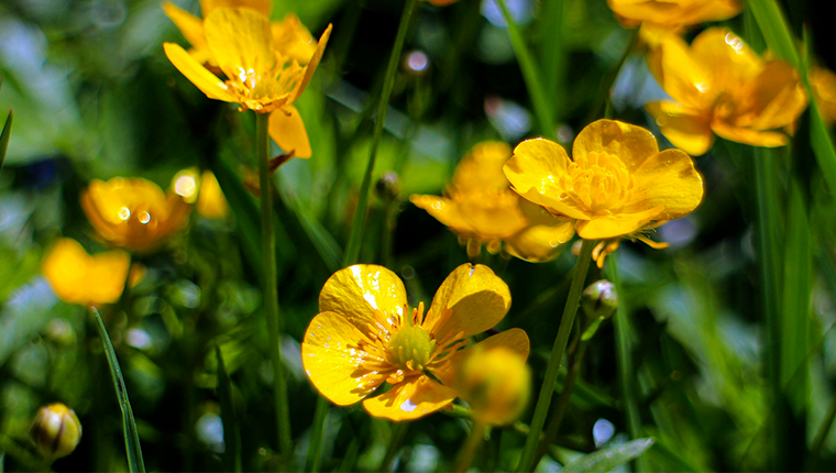 Plantes mellifères : Populage des marais (Caltha palustris)