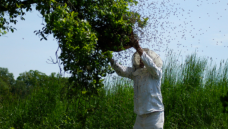 Les idées reçues sur l'apiculture