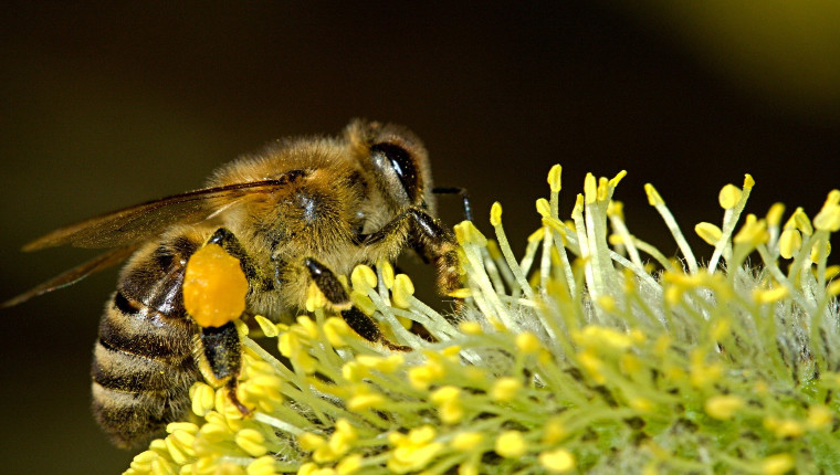 Coronavirus et Apiculture : les droits des apiculteurs