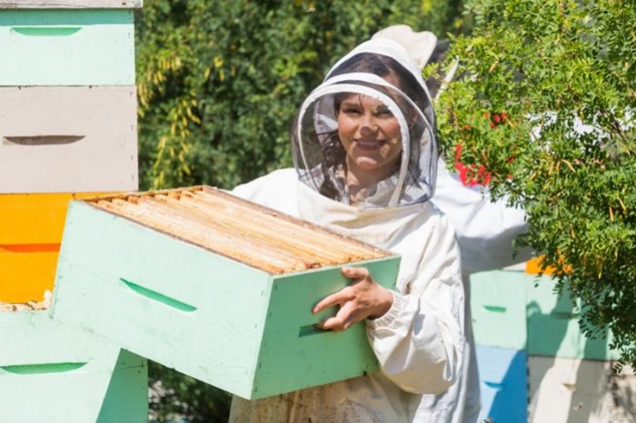 Peindre ses ruches : la peinture écologique, idéale pour les ruches