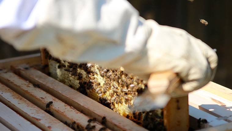 Quelles sont les qualités à avoir pour devenir apiculteur ?