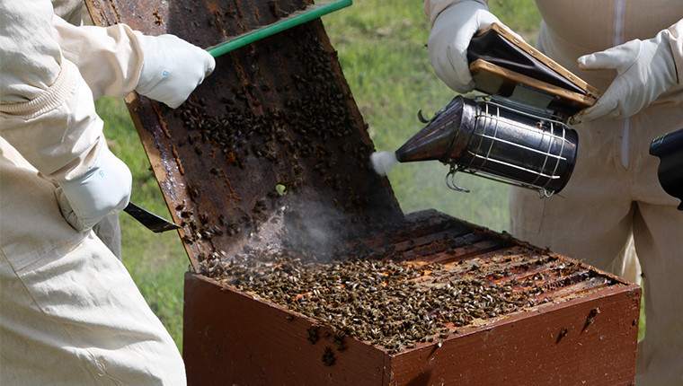 Quels sont les risques du métier d’apiculteur ?