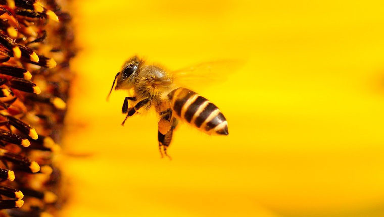 Mutation génétique : une abeille aux yeux jaunes