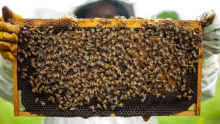 Quels sont les différents métiers de l’apiculteur ?