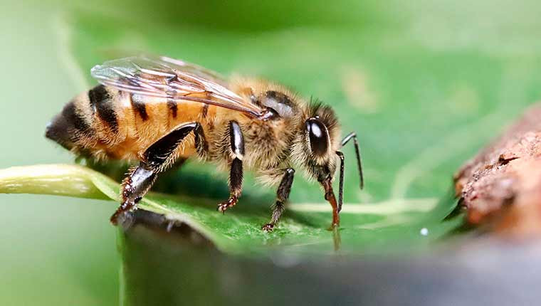 Pourquoi les périodes de sécheresse affectent fortement les abeilles ?