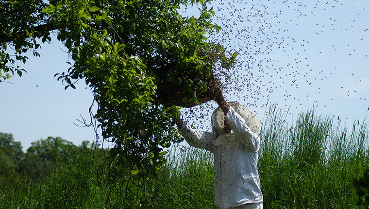 Qui contacter pour récupérer les essaims d’abeilles
