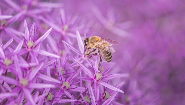 Cancer du sein et venin d’abeille