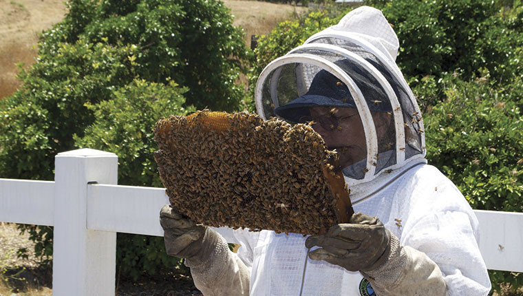 Zoom sur la combinaison d’apiculture