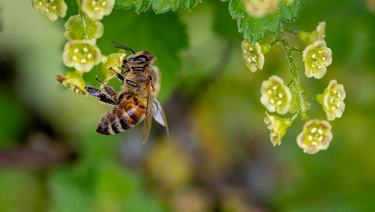 Le BEE FUND pour financer les actions pour la protection des abeilles