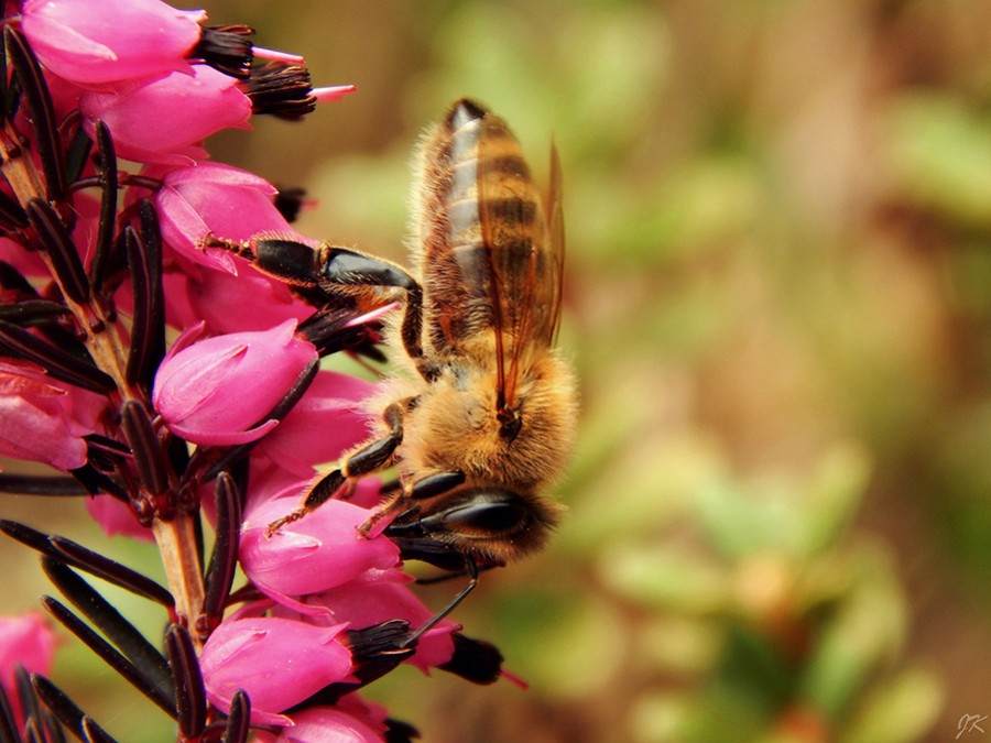 La réduction des variétés florales tue les abeilles