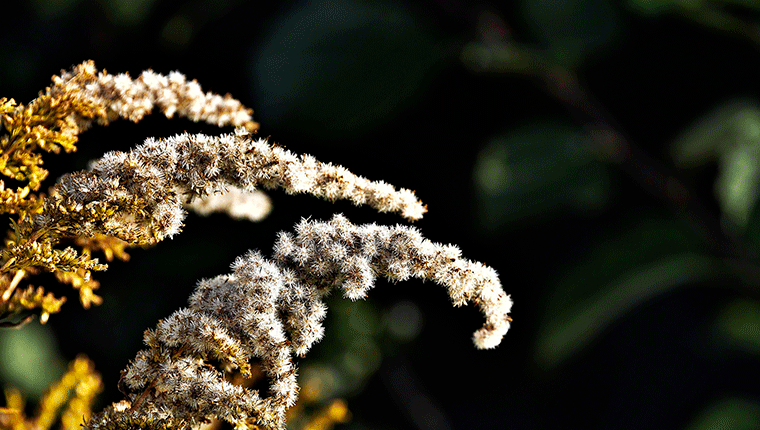 Plante mellifère : solidage verge d’or